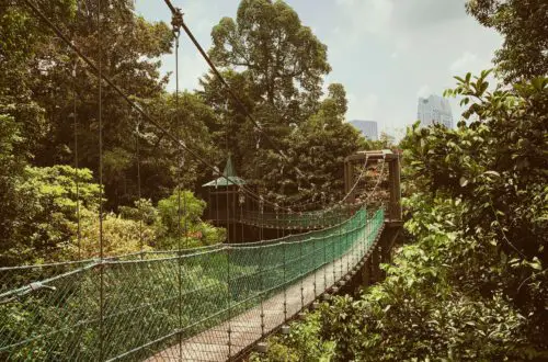 45. Kuala Lumpur Forest Eco Park - Bukit Nanas - NO WORDS - 1.8MB