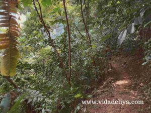10. Jelutong - Kuala Lumpur Forest Eco Park - Bukit Nanas - 585kb