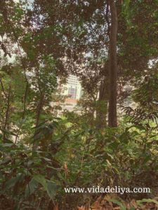 11. Jelutong - Kuala Lumpur Forest Eco Park - Bukit Nanas - canva - 794kb