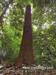 14. Jelutong - Kuala Lumpur Forest Eco Park - Bukit Nanas - canva - 445kb
