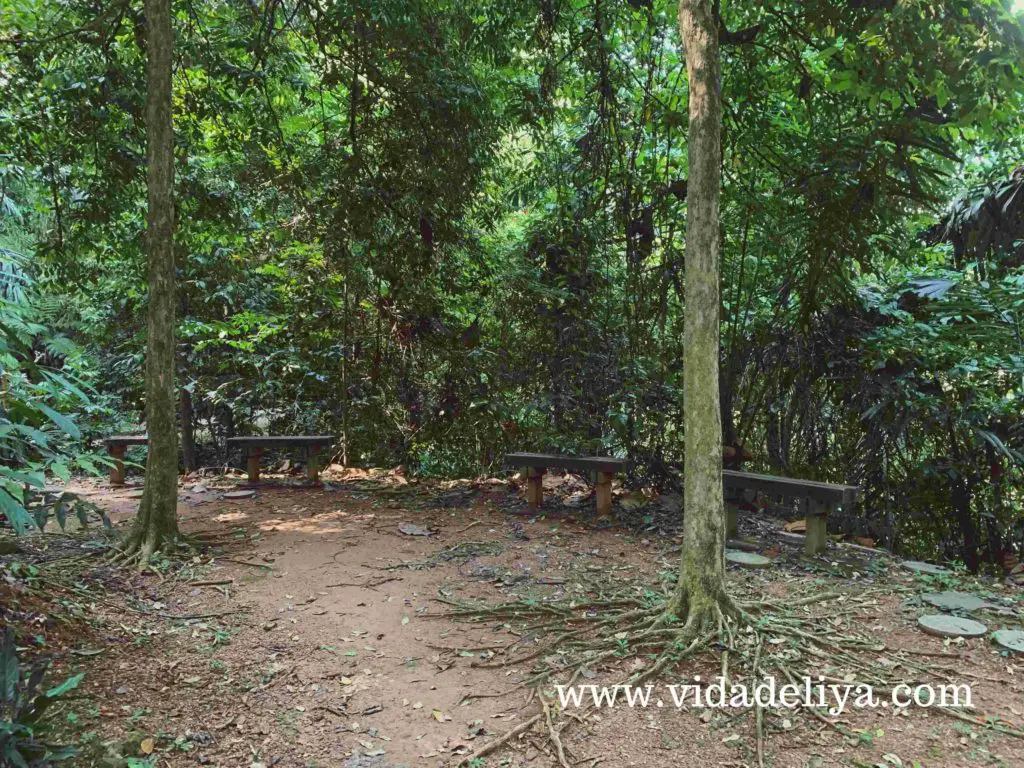 15. Jelutong - Kuala Lumpur Forest Eco Park - Bukit Nanas - canva - 561kb