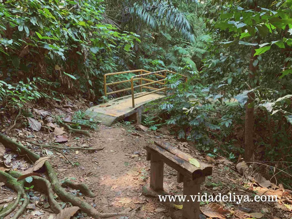 16. Jelutong - Kuala Lumpur Forest Eco Park - Bukit Nanas - canva - 518kb