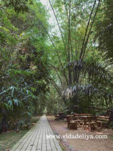 18. Bamboo Walk - Kuala Lumpur Forest Eco Park - Bukit Nanas -643kb