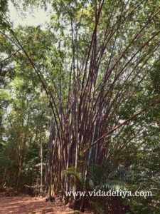 19. Bamboo Walk - Kuala Lumpur Forest Eco Park - Bukit Nanas -710kb