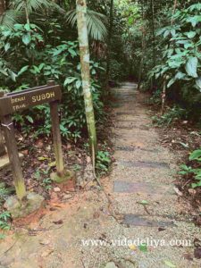 20. Suboh Trail - Kuala Lumpur Forest Eco Park - Bukit Nanas -602kb