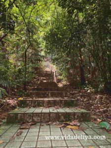 21. Suboh Trail - Kuala Lumpur Forest Eco Park - Bukit Nanas - 554kb