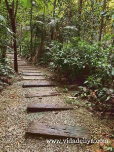 22. Suboh Trail - Kuala Lumpur Forest Eco Park - Bukit Nanas - 621kb