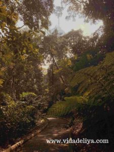 27. Kuala Lumpur Forest Eco Park - Bukit Nanas - 420kb