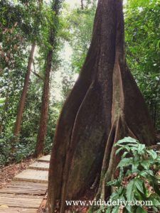 31. Jelutong - Kuala Lumpur Forest Eco Park - Bukit Nanas - canva - 1.5MB