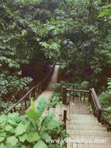 32. Jelutong - Kuala Lumpur Forest Eco Park - Bukit Nanas - 395KB