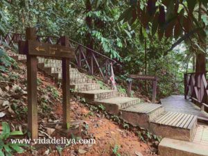 33. Jelutong - Kuala Lumpur Forest Eco Park - Bukit Nanas - 506kb