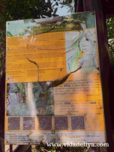 36. Jelutong - Kuala Lumpur Forest Eco Park - Bukit Nanas - 344kb