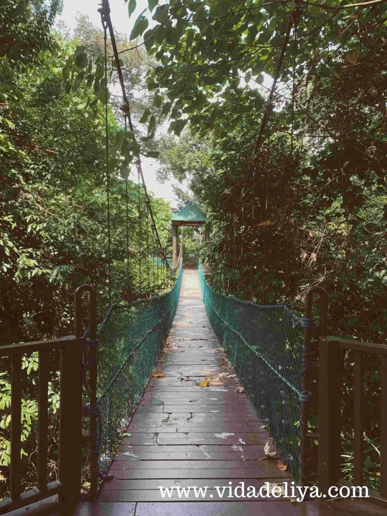 37. Jelutong - Kuala Lumpur Forest Eco Park - Bukit Nanas - 474kb