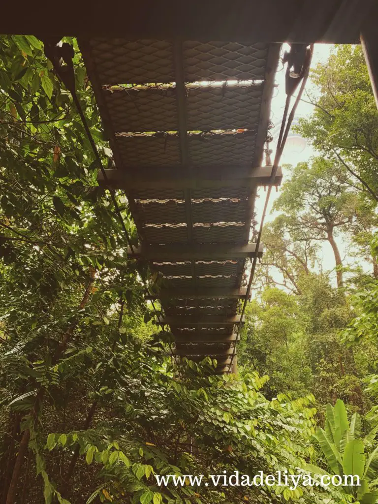 39. Canopy Walk - Kuala Lumpur Forest Eco Park - Bukit Nanas - 1.4MB