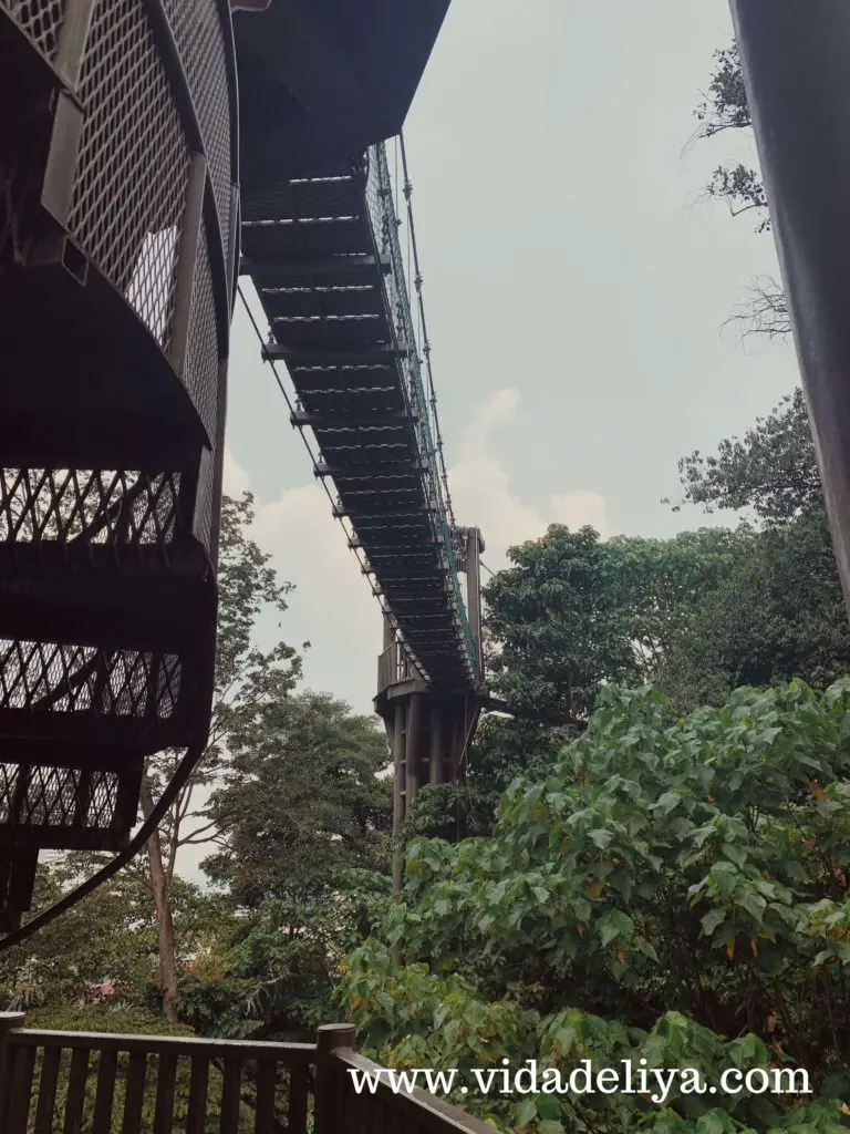 40. Canopy Walk - Kuala Lumpur Forest Eco Park - Bukit Nanas - 1.1MB