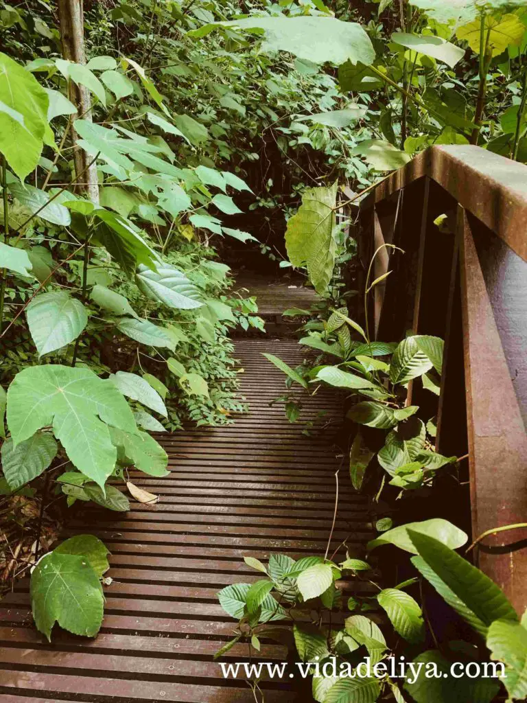 43. Kuala Lumpur Forest Eco Park - Bukit Nanas - 389KB
