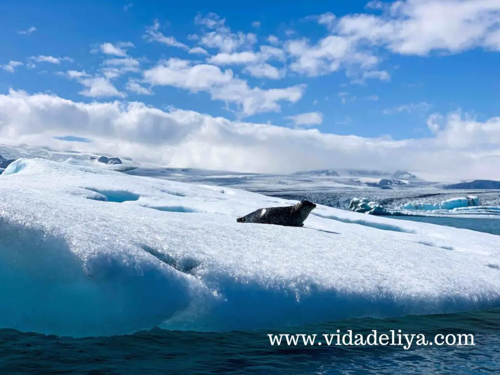 28. Jökulsárlón glacier lagoon tour - seal 1