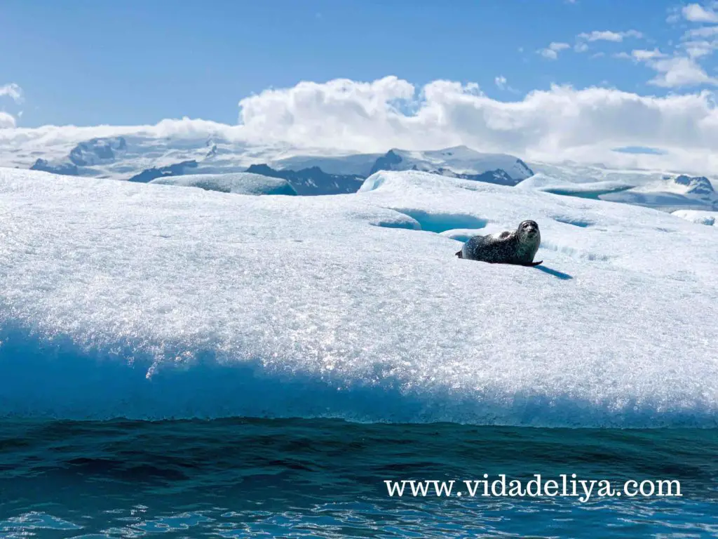 29. Jökulsárlón glacier lagoon tour - seal 2