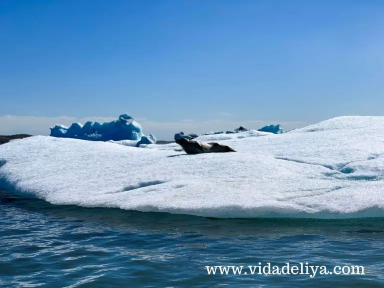 3 - Jökulsárlón glacier - wild baby seal - 751.5KB
