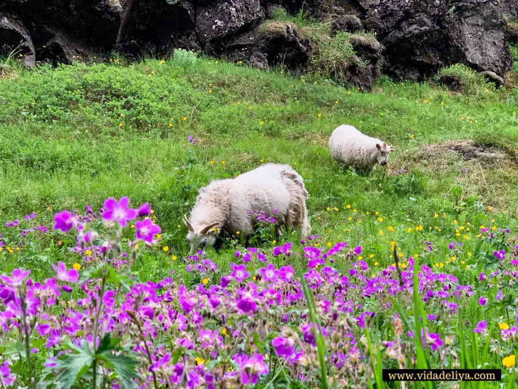 11.0 Sheep in Thingevellir UNESCO National Park, Golden Circle Iceland