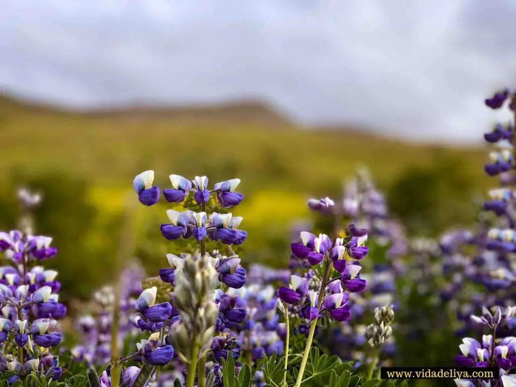 7. Purple Alaskan Lupus flowers in Iceland