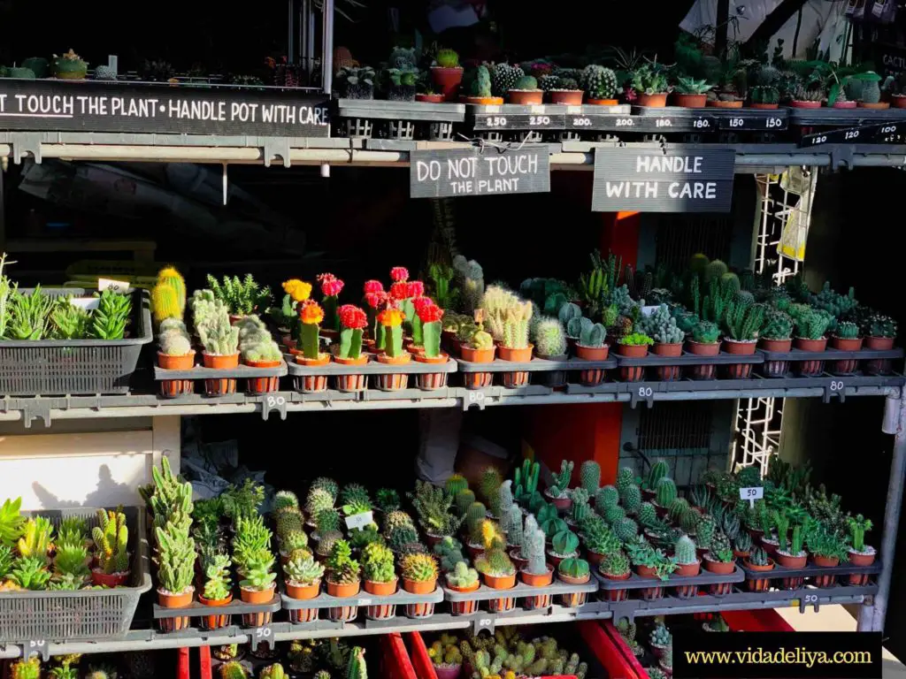 26 Chatuchak Market Bangkok Thailand - plant section - baby cactuses
