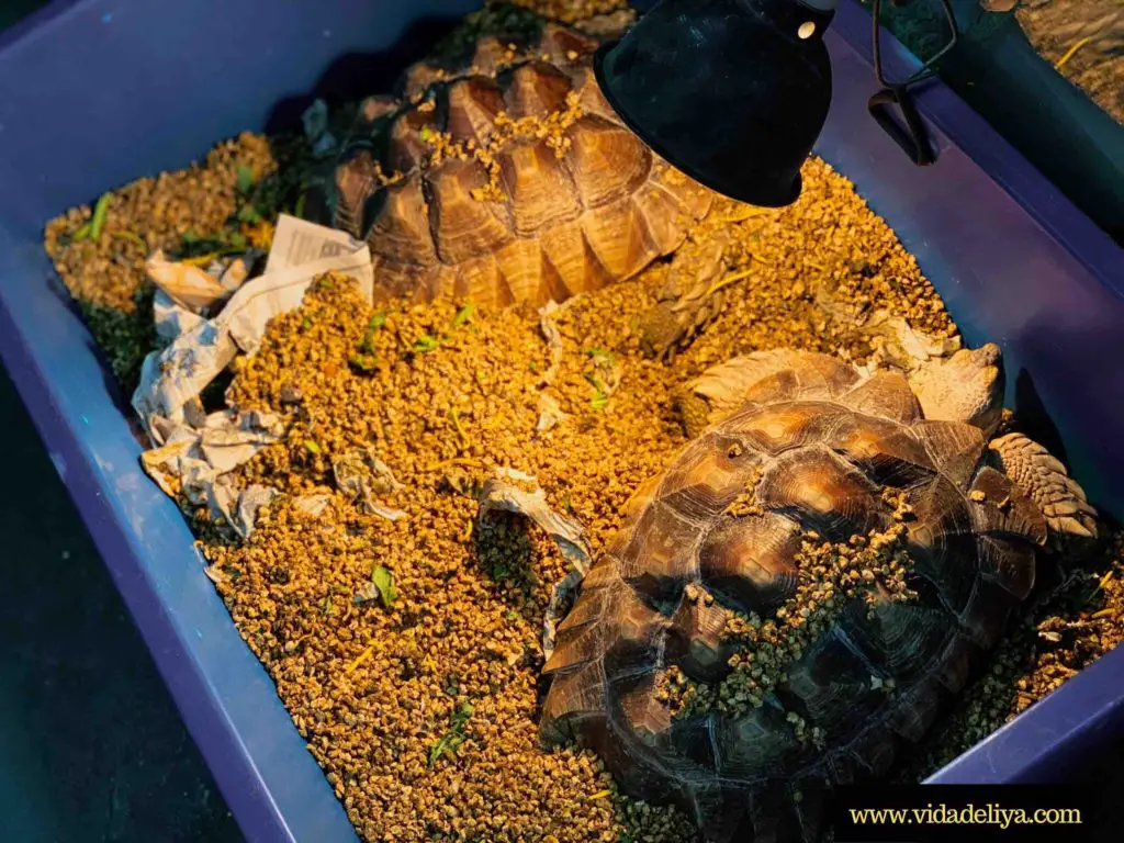 9.1 Chatuchak Weekend Market Bangkok Thailand - main shopping street - pets - giant turtle