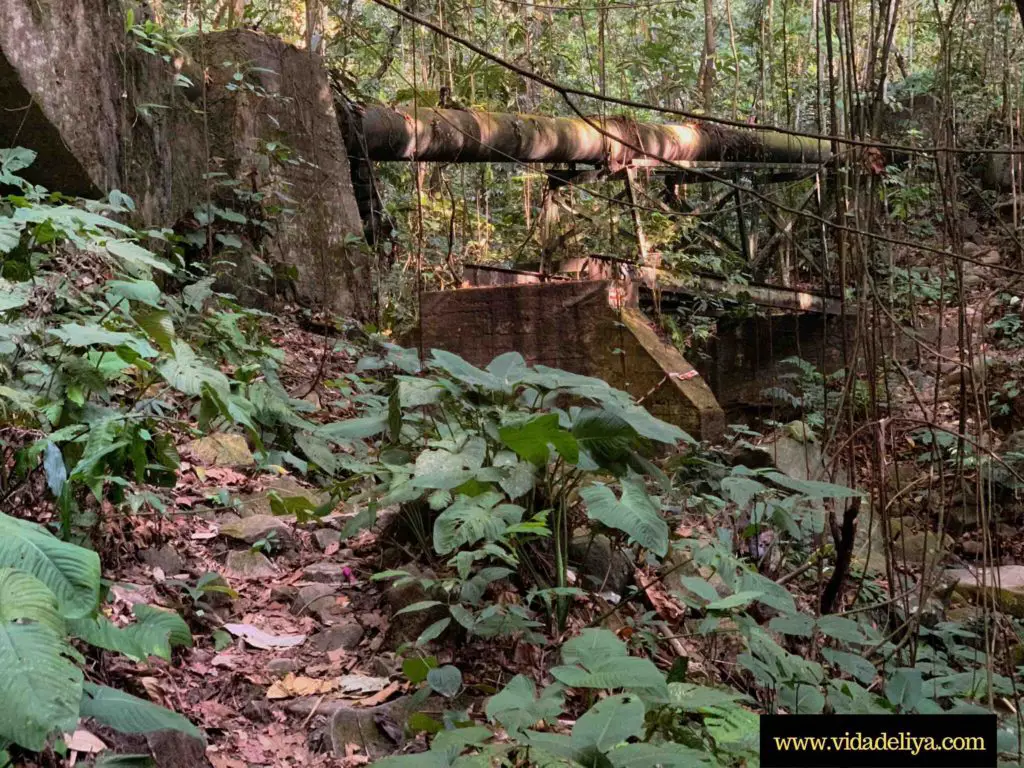 10. large pipe along Mount Nuang rainforest trek