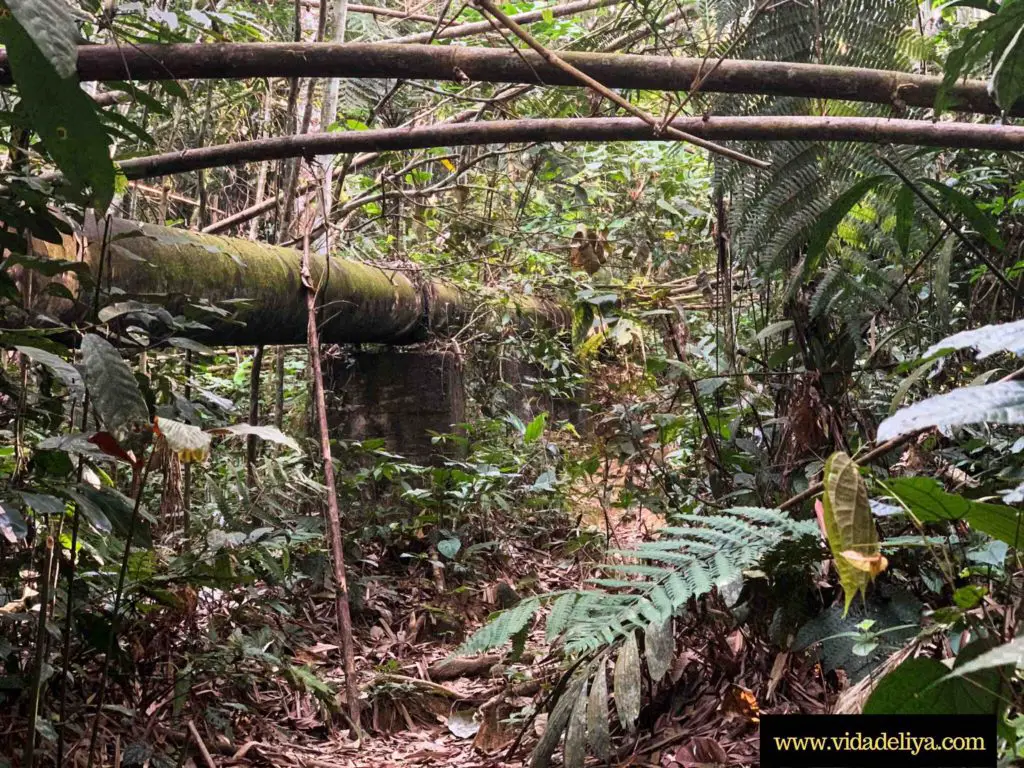 11. large pipe along Mount Nuang rainforest trek