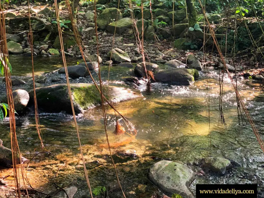 14. Gunung Nuang via Pangsun - second river crossing