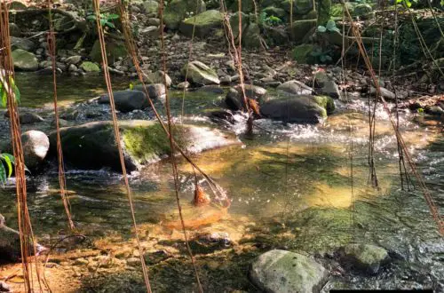 14. Gunung Nuang via Pangsun - second river crossing