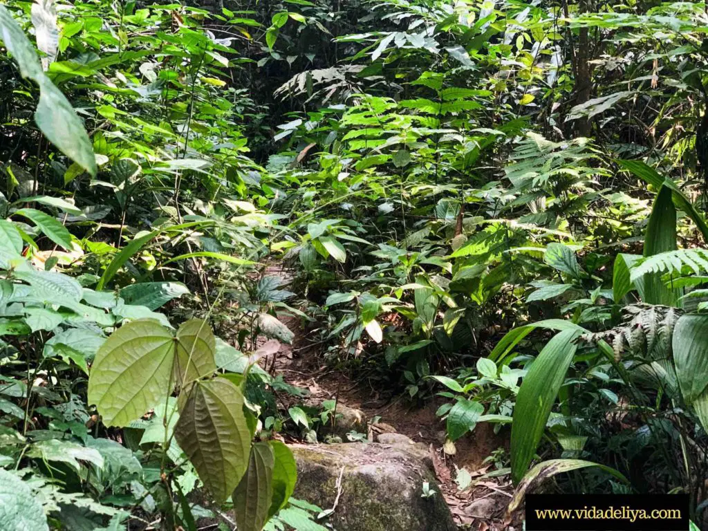 17. Steps leading away from Kem Lolo Nuang Hulu Selangor Malaysia