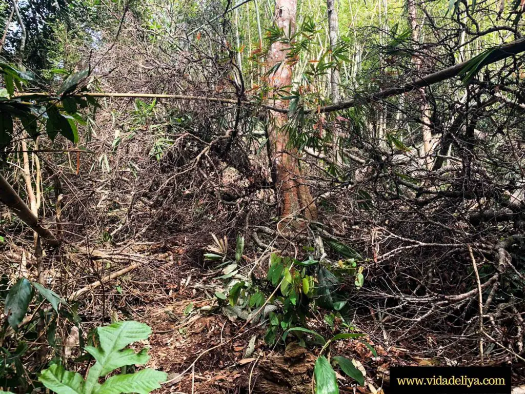 19. dead bamboo grove in Gunung Nuang