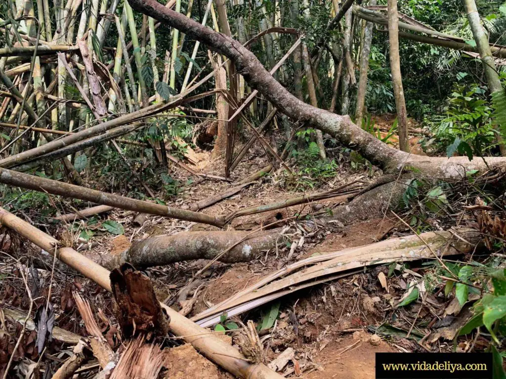 20. Hiking Gunung Nuang via Pangsun