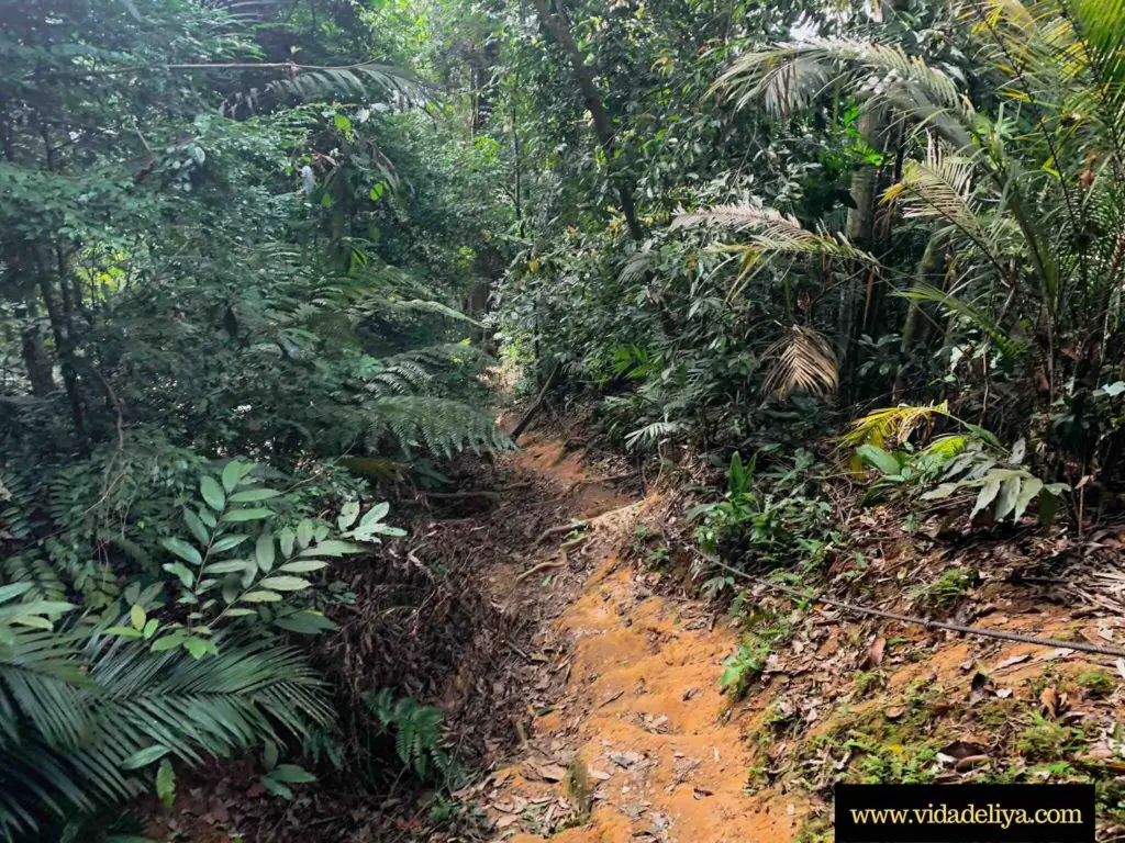 21. Muddy terrain on Nuang Malaysia