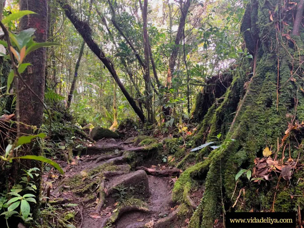 23. Mossy forest when hiking Gunung Nuang via Pangsun, Hulu Selangor Malaysia