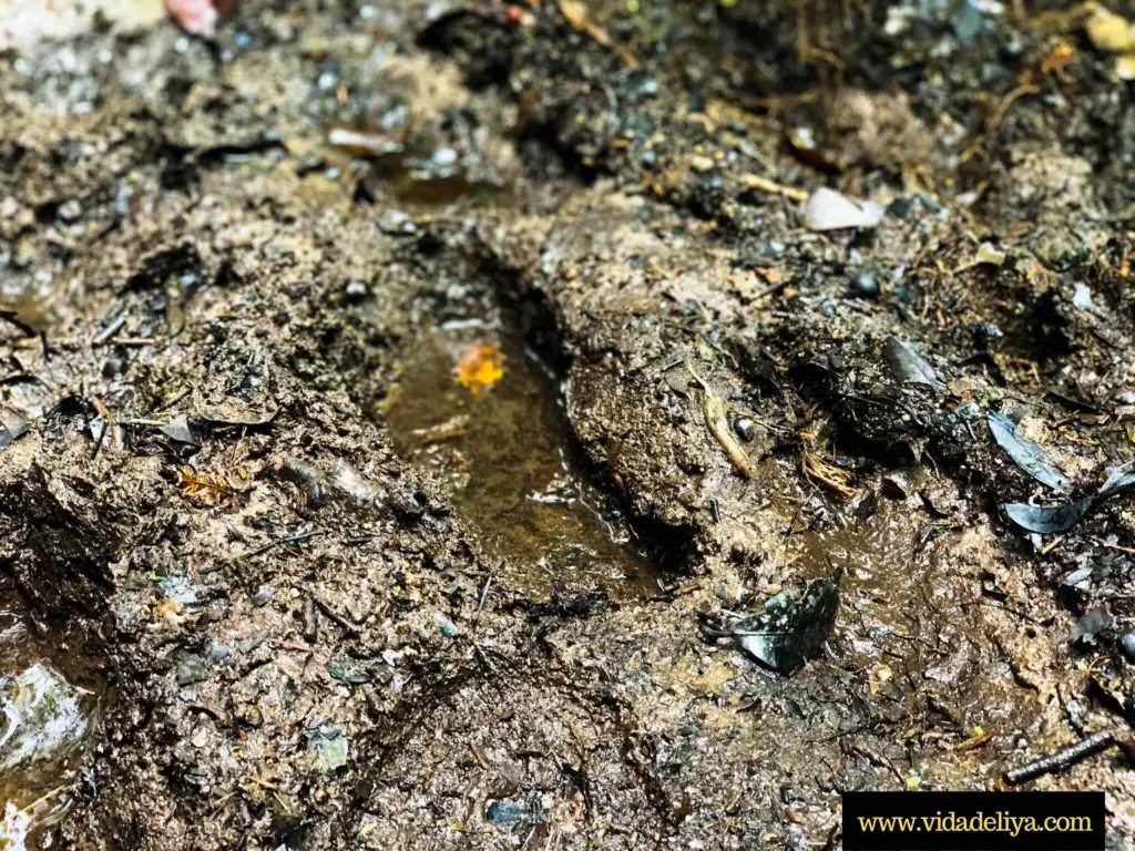 24. Squishy icky mud - Nuang peak Kem Pengasih Hulu Selangor Malaysia