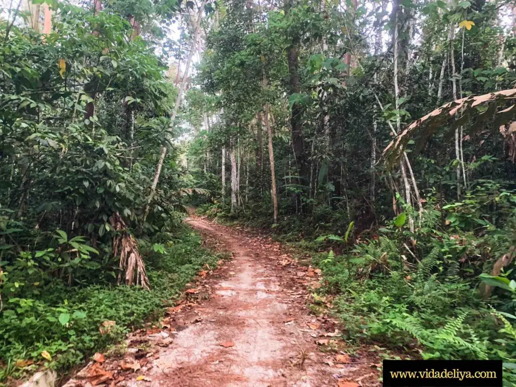 4. initial bamboo forest hike in Mount Nuang via Pangsoon
