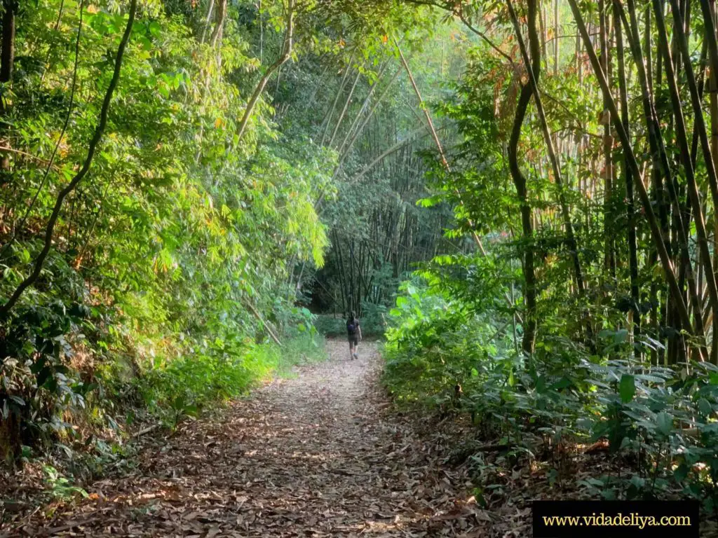 5. bamboo grove hike in Mount Nuang via Pangsoon