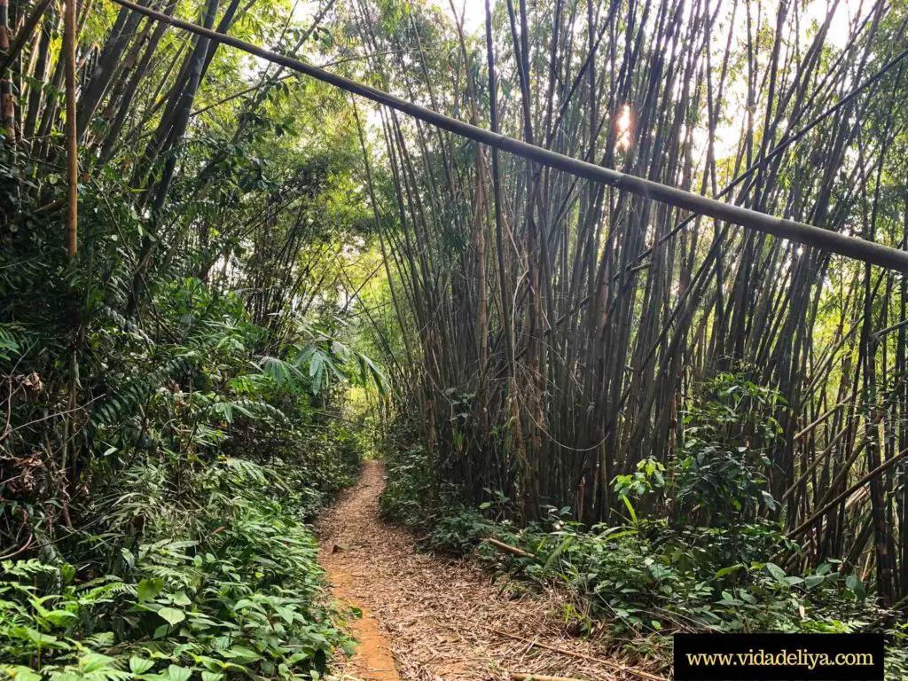 7. bamboos in Mount Nuang Pangsoon