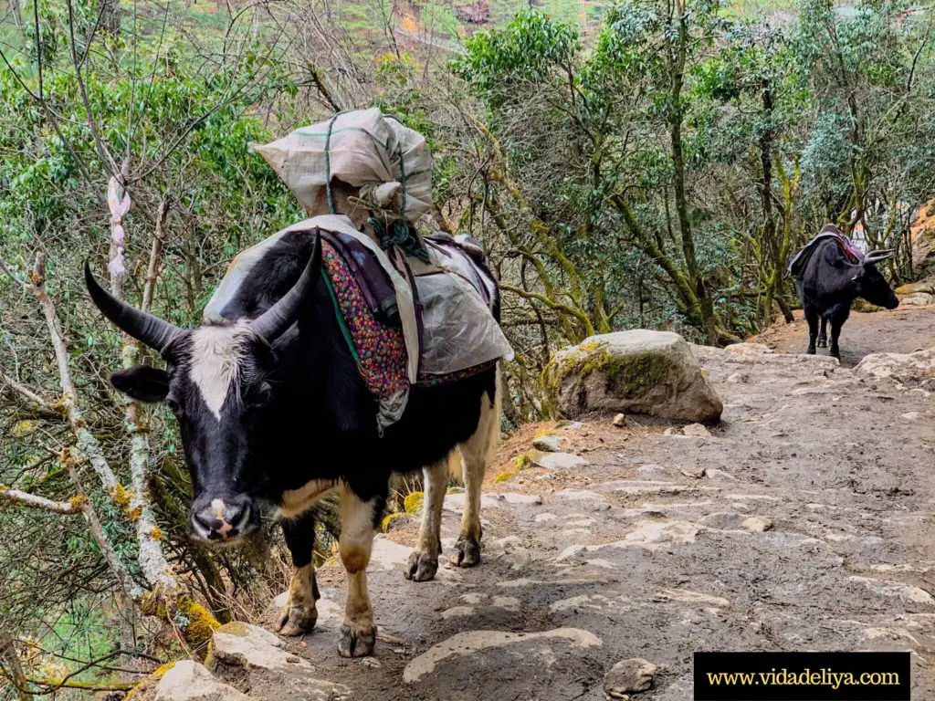 7. Gentle giant yaks in Himalayan mountains, Nepal, on Everest Base Camp trek near Phakding